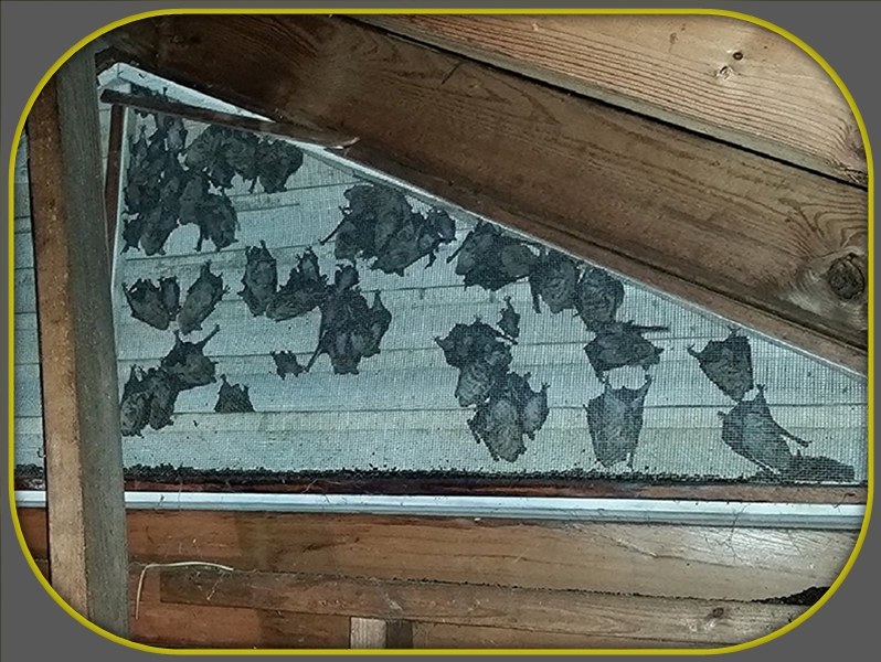Bats living in the gable vent
