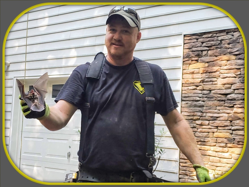 Bat Removal Gainesville, GA | Verminators