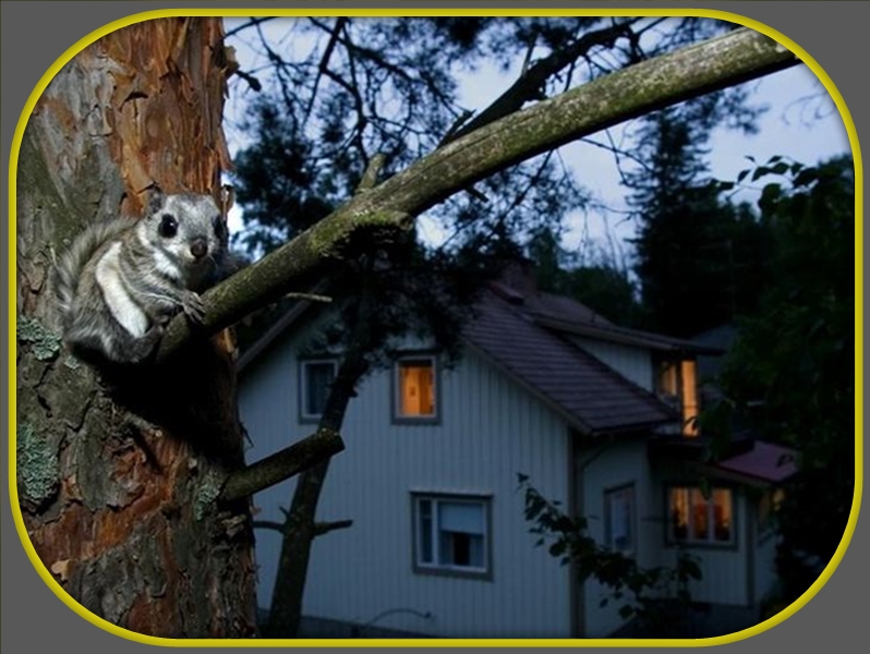 How to Get Rid of Flying Squirrels in the Attic of a House
