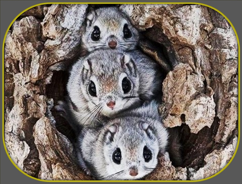 Flying Squirrel Removal - How Do You Get Rid of Flying Squirrels in the  Attic?