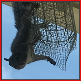 Verminators Squirrel Safety Exit Tunnel Verminators Squirrel Safety Exit Tunnel